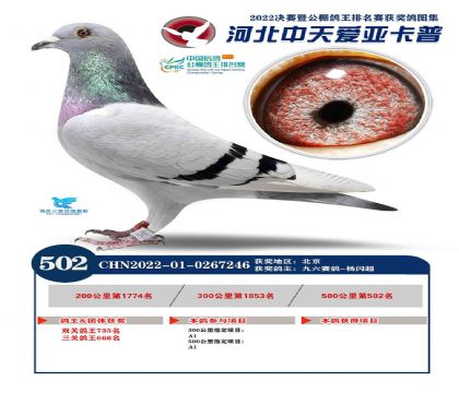 河北中天愛亞卡普公棚500公里決賽502名 雌