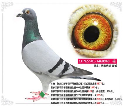 張家口新千羽千翔公棚522公里加站賽第三關(guān)130名 雄