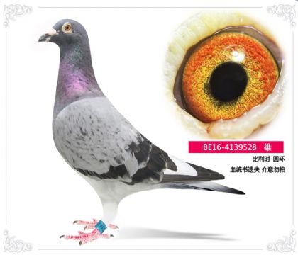 比利時-圓環(huán) 血統(tǒng)書遺失 介意勿拍 雄