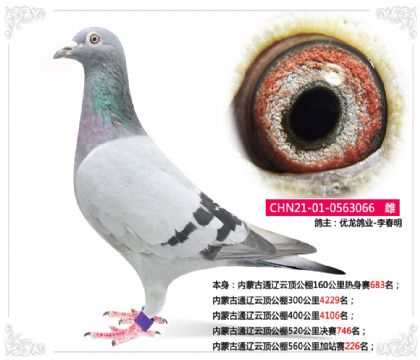 內(nèi)蒙古通遼云頂公棚560公里加站賽226名 雌