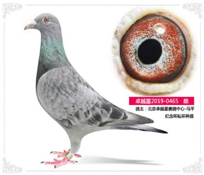 北京卓越星賽鴿中心-馬平 紀念環(huán)私環(huán)種鴿 雌
