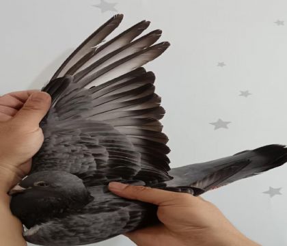 21
