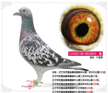 遼寧華藝黃金賽典賽鴿中心四關(guān)綜合224名 雌
