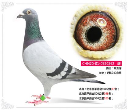北京昌平鴿會500公里37名 雌