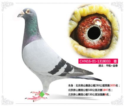 華航--北京房山賽鴿公棚530公里加強賽6名 雄