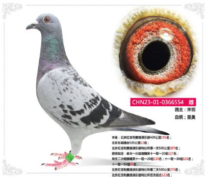 北京東城鴿會535公里12名 雌