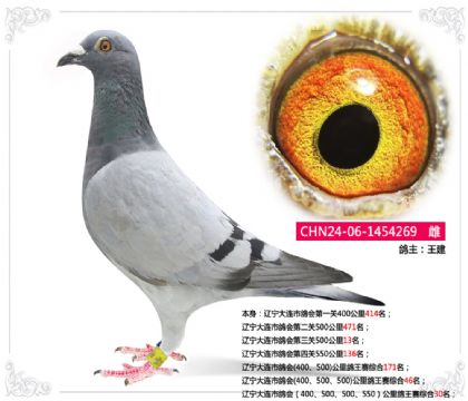 遼寧大連市鴿會鴿王賽鴿王賽綜合30名 雌