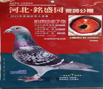 河北淶水銘盛園公棚500公里決賽397名 雄
