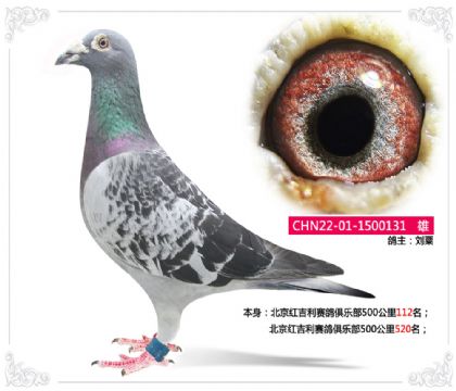 北京紅吉利賽鴿俱樂部500公里112名 雄
