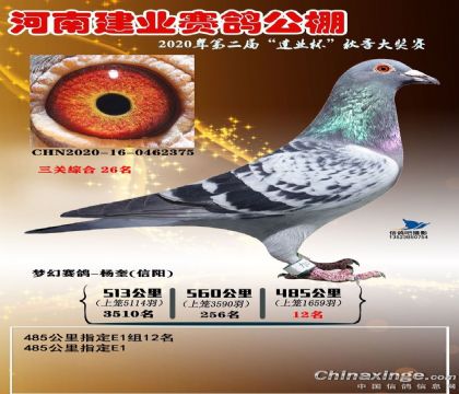 河南建業(yè)賽鴿公棚三關(guān)綜合26名 雄