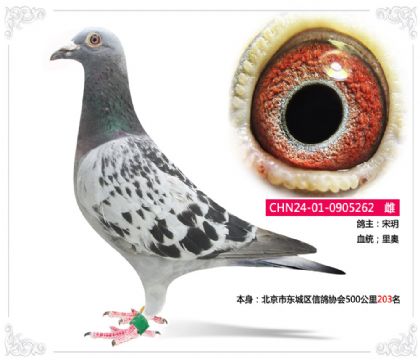 北京市東城區(qū)信鴿協(xié)會550公里203名 雌