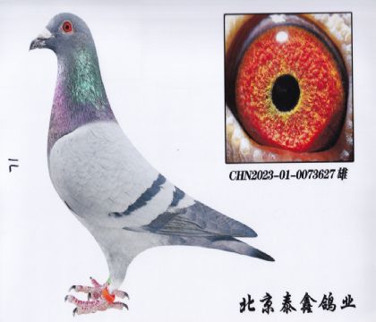 2.P(gun)C40ƽ݅