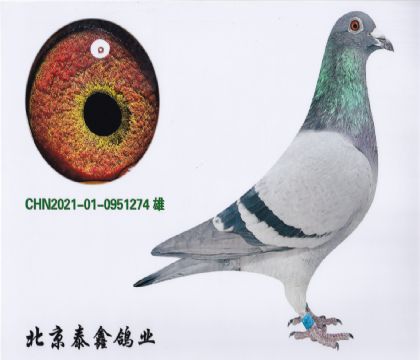 13.N274