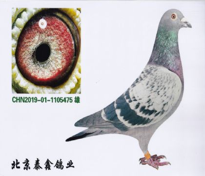 17.P(gun)C4ƽ݅500152