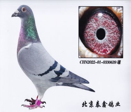 22.P(gun)C169ȫƽ݅