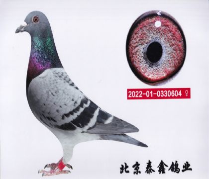 23.N604