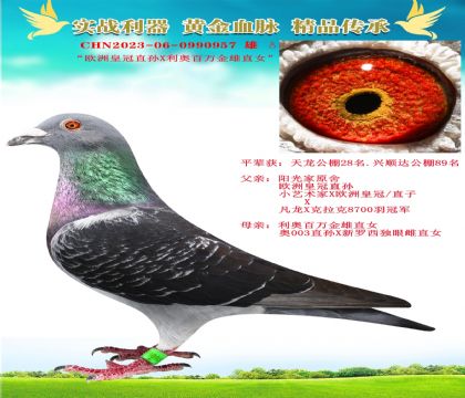 “歐洲皇冠直孫X利奧百萬(wàn)金雄直女”