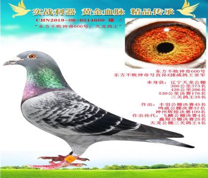 “東方不敗神奇600號(hào).天龍鴿王”