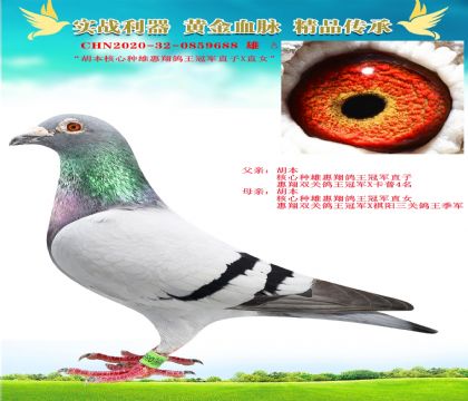 “胡本核心種雄惠翔鴿王冠軍直子X(jué)直女”
