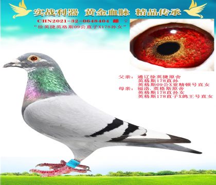 “徐英捷英格斯X英格斯178孫女”