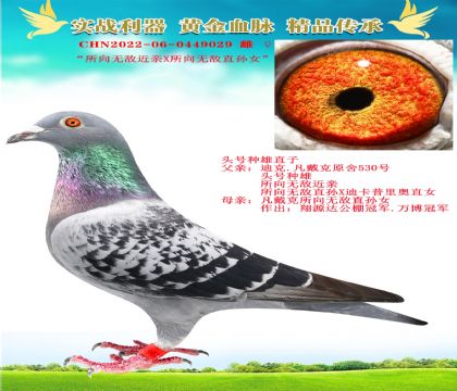 “所向無(wú)敵頭號(hào)種雄X所向無(wú)敵孫女”