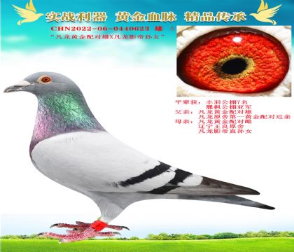 “凡龍黃金配對(duì)雄X凡龍影帝孫女”
