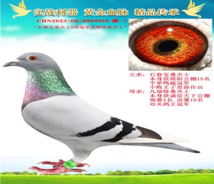 “石春寶桑杰士X雙冠軍凡瑞特”