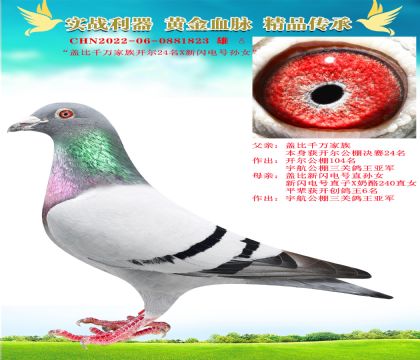 “蓋比千萬家族X蓋比新閃電孫女”