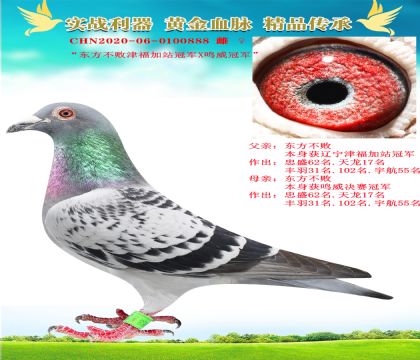 “東方不敗津福加站冠軍X鳴威冠軍888”
