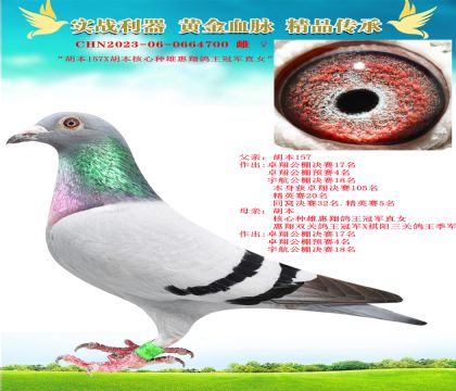 “胡本近親”