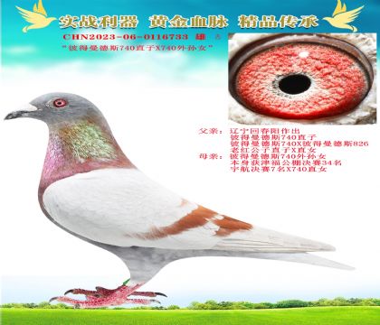 “彼得曼德斯740近親”