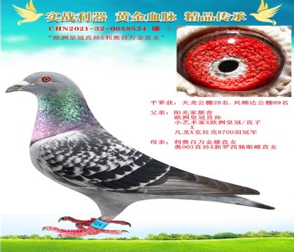 “歐洲皇冠直孫X利奧百萬金雄直女”