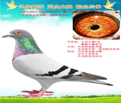 “凡龍黃金配對雄X凡龍影帝孫女”