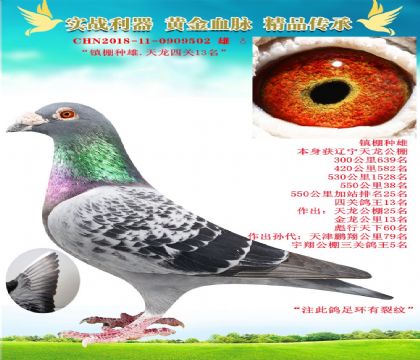 “天龍公棚四關(guān)13名”
