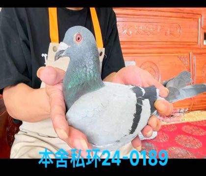 ˽h(hun)ֱO0189