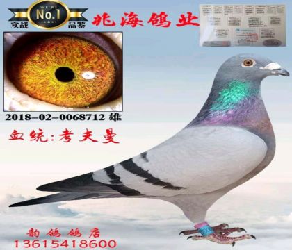 天津兆海鴿業(yè)
