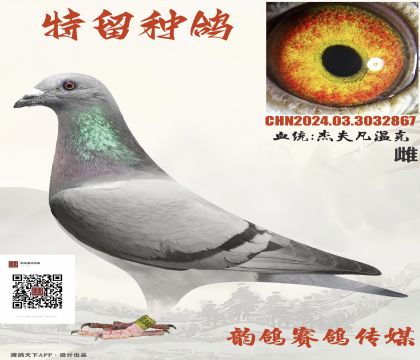 杰夫凡溫克