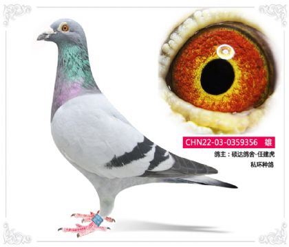 T_(d)-ν   ˽h(hun)N356   	