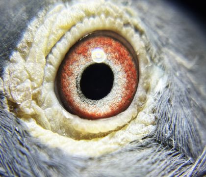 25