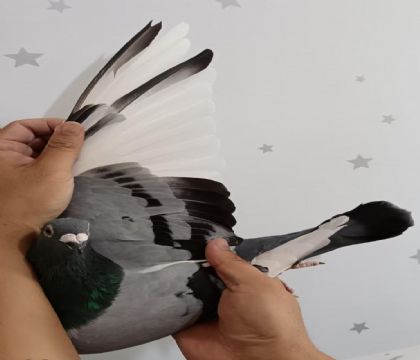 20
