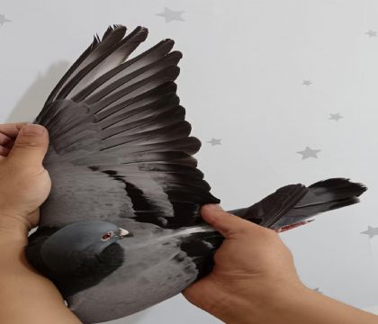 22