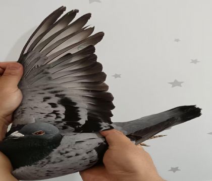 31