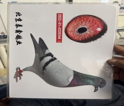 10.丹尼凡戴克德瓦布魯瓦特留種鴿
