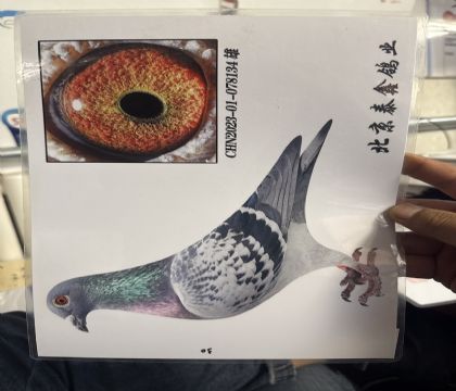 15.特留種鴿134