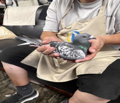 7.特留種鴿492