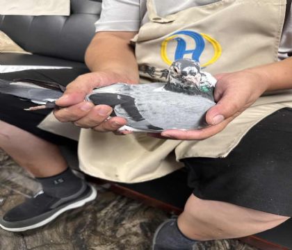 4.烏諾587特留種鴿