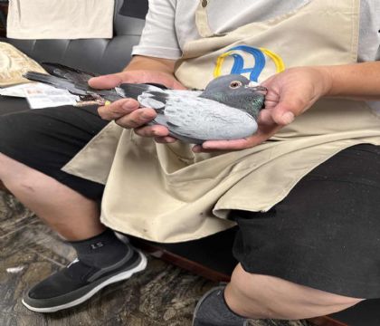 1.波西瓦723特留種鴿