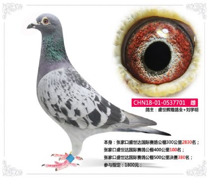 ҿʢ_(d)Hِ500Qِ380  	