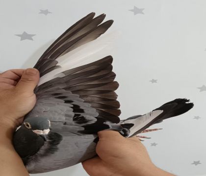 20