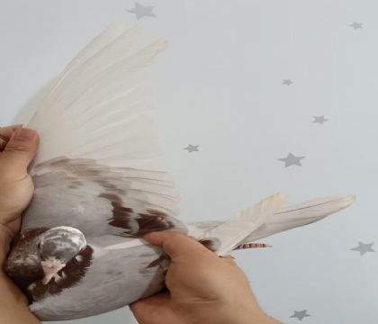 26